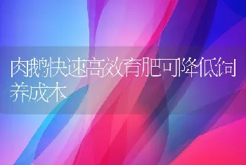 肉鹅快速高效育肥可降低饲养成本