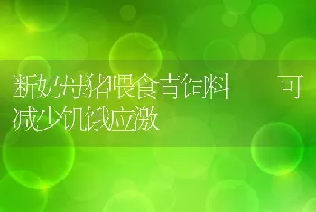 断奶母猪喂食青饲料可减少饥饿应激