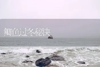 鲫鱼过冬秘诀