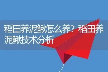 稻田养泥鳅怎么养？稻田养泥鳅技术分析