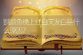 鹦鹉鱼晚上红白天发白是什么原因？