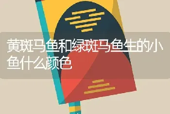 黄斑马鱼和绿斑马鱼生的小鱼什么颜色