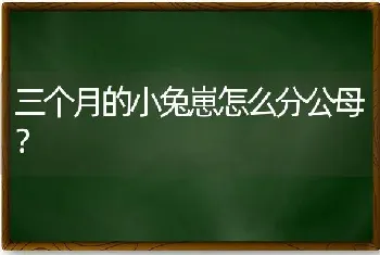 三个月的小兔崽怎么分公母？