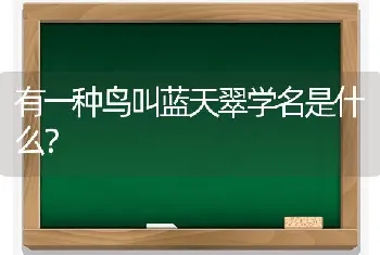 有一种鸟叫蓝天翠学名是什么？