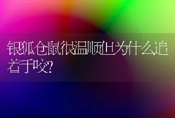 银狐仓鼠很温顺但为什么追着手咬？