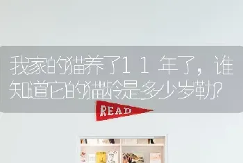 我家的猫养了11年了，谁知道它的猫龄是多少岁勒？