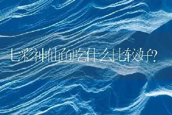 七彩神仙鱼吃什么比较好？