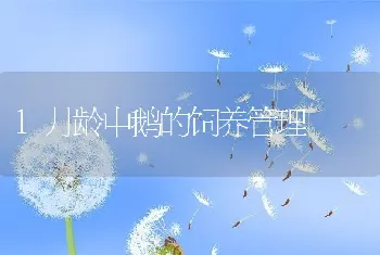 1月龄中鹅的饲养管理