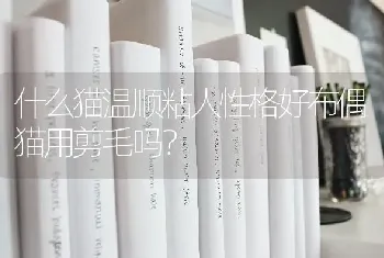 什么猫温顺粘人性格好布偶猫用剪毛吗？