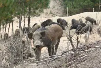 野猪养殖场地建设