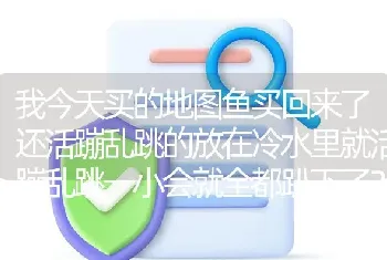 我今天买的地图鱼买回来了还活蹦乱跳的放在冷水里就活蹦乱跳一小会就全都趴下了？怎么回事？鱼会死吗？看？