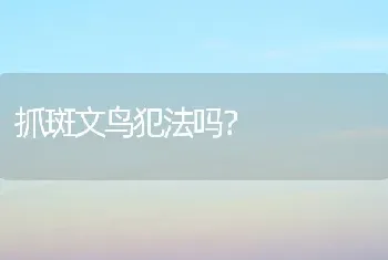 抓斑文鸟犯法吗？