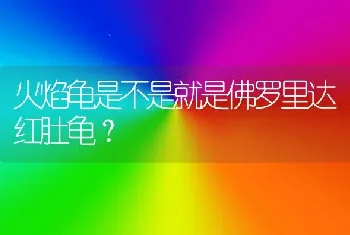 火焰龟是不是就是佛罗里达红肚龟？