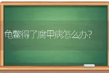 50天 比熊串串吃什么？