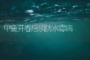 甲鱼开春后须防水霉病