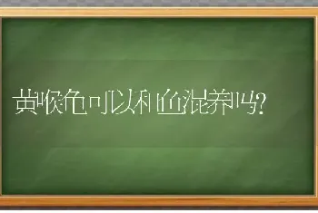 黄喉龟可以和鱼混养吗？