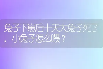 兔子下崽后十天大兔子死了，小兔子怎么喂？