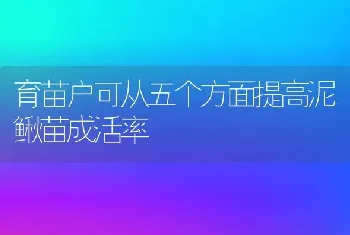 育苗户可从五个方面提高泥鳅苗成活率