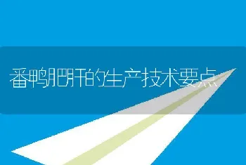 番鸭肥肝的生产技术要点