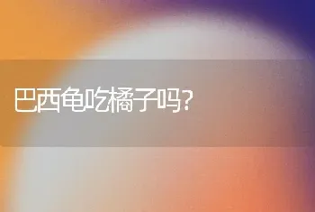 巴西龟吃橘子吗？