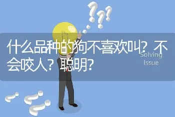 什么品种的狗不喜欢叫？不会咬人？聪明？