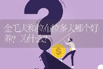 金毛犬和拉布拉多犬哪个好养？为什么？