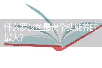 什么罗汉鱼最贵个头能养的最大？