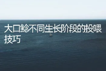 大口鲶不同生长阶段的投喂技巧