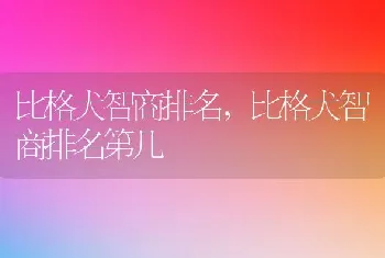 比格犬智商排名，比格犬智商排名第几