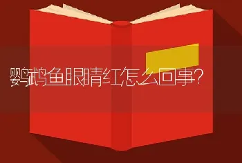 鹦鹉鱼眼睛红怎么回事？