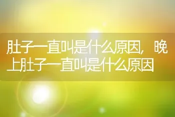 肚子一直叫是什么原因，晚上肚子一直叫是什么原因