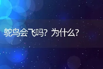 鸵鸟会飞吗？为什么？