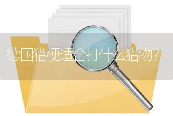 德国猎梗适合打什么猎物？