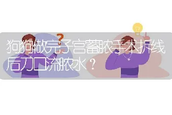 狗狗做完子宫蓄脓手术拆线后刀口流脓水？