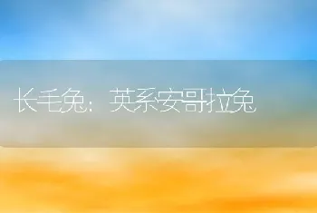 长毛兔：英系安哥拉兔