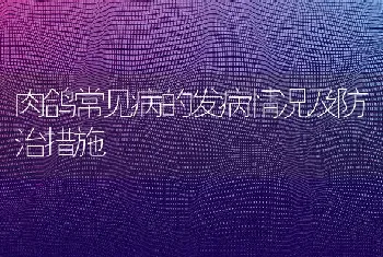 肉鸽常见病的发病情况及防治措施