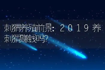 刺猬养殖前景:2019养刺猬赚钱吗？