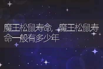 魔王松鼠寿命，魔王松鼠寿命一般有多少年