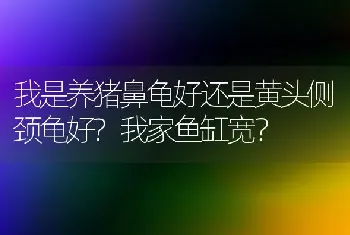 我是养猪鼻龟好还是黄头侧颈龟好?我家鱼缸宽？