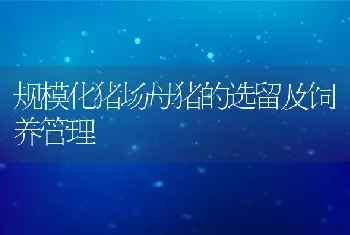 规模化猪场母猪的选留及饲养管理