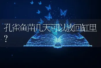 孔雀鱼苗几天可以放回缸里？