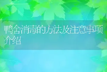 鸭舍消毒的方法及注意事项介绍