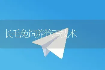 长毛兔饲养管理技术