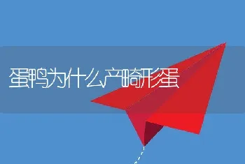 蛋鸭为什么产畸形蛋