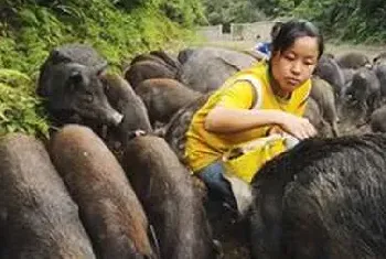 养殖野猪影响野猪繁殖性能的几种微量元素