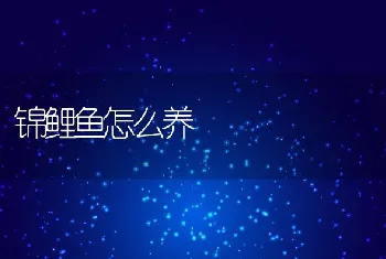 锦鲤鱼怎么养