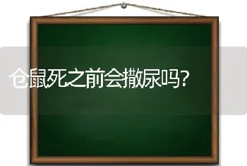 仓鼠死之前会撒尿吗？