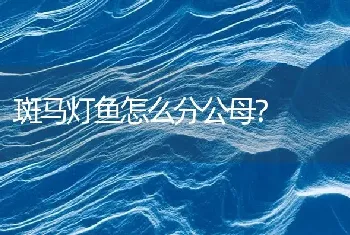 斑马灯鱼怎么分公母？