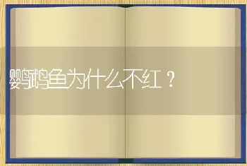 鹦鹉鱼为什么不红？