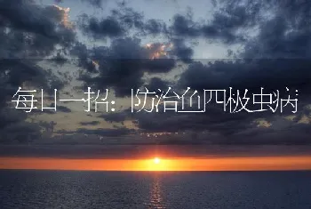 每日一招：防治鱼四极虫病